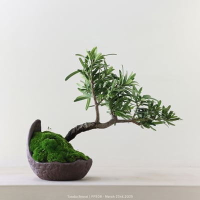 羅漢松｜PP5085