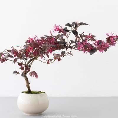 紅花繼木｜HP5172