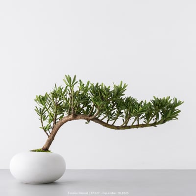 滿天星羅漢松｜FP5276