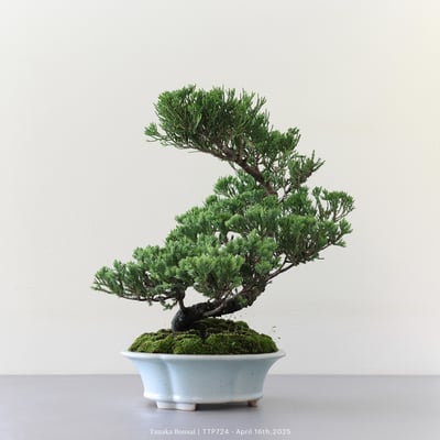 台灣真柏｜TTP7246