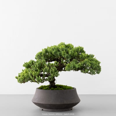 珍珠柏｜SPD5521