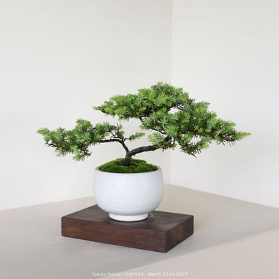 黃金杜松｜GDP5424