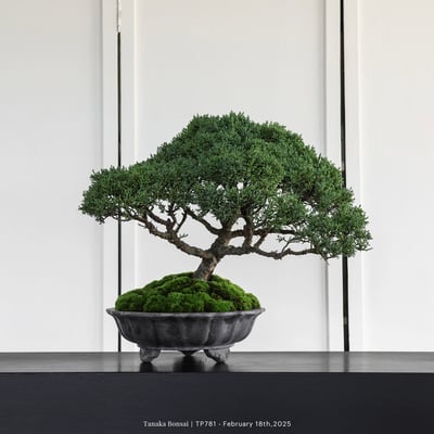 紀州真柏｜TP7811