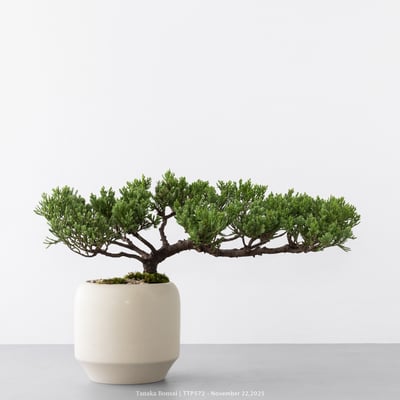 台灣真柏｜TTP5723