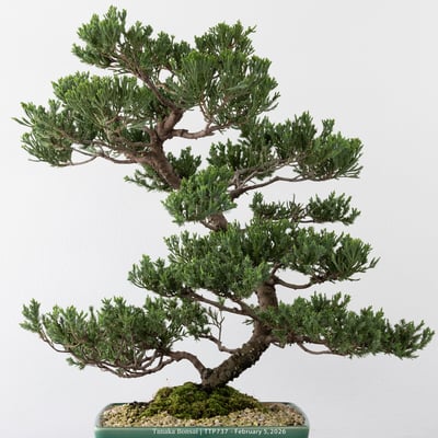 臺灣真柏｜TTP7372