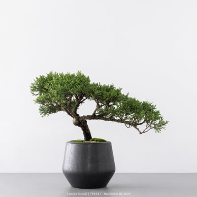 紀州真柏｜TPA5418