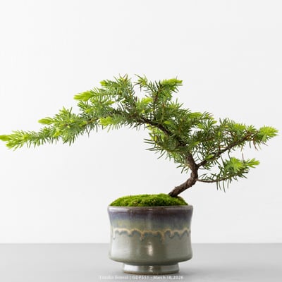 黃金杜松｜GDP5518