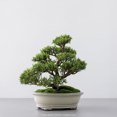 紀州真柏｜TPA5357