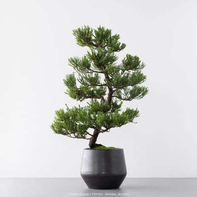 台灣真柏｜TTP5645