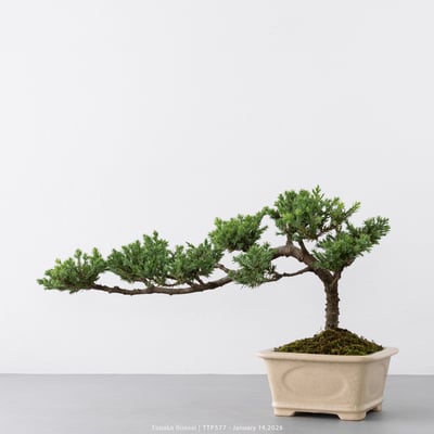 臺灣真柏｜TTP5773