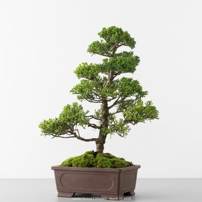 紀州真柏｜TPA5603