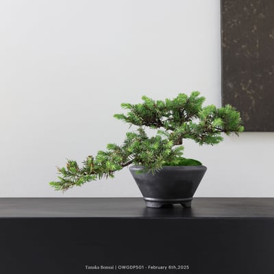 【官網限定】黃金杜松｜OWGDP5017