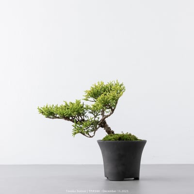 紀州真柏｜TPA5443