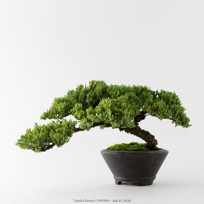 珍珠柏｜SPD5609