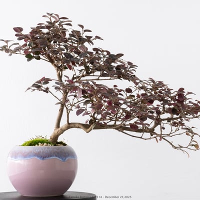 紅花繼木｜HP5142