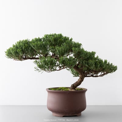 臺灣真柏｜TTP7387