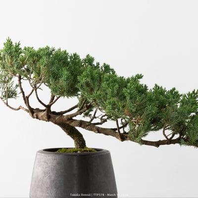 臺灣真柏｜TTP5788