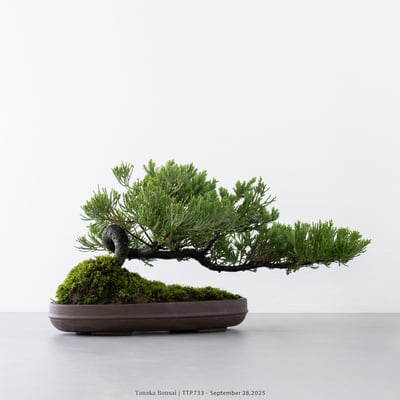 台灣真柏｜TTP7335