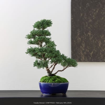 【官網限定】紀州真柏｜OWTP5023