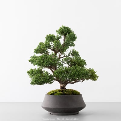 紀州真柏｜TPA5625