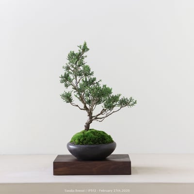 系魚川真柏｜IP5121