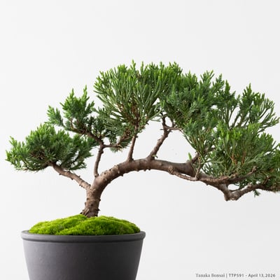 臺灣真柏｜TTP5918