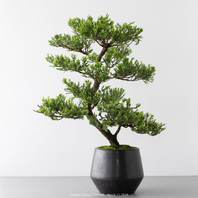 臺灣真柏｜TTP5807