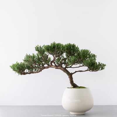 臺灣真柏｜TTP5767