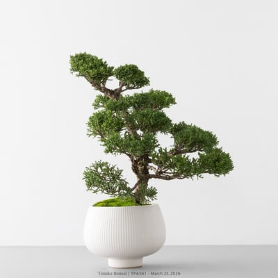 紀州真柏｜TPA5613