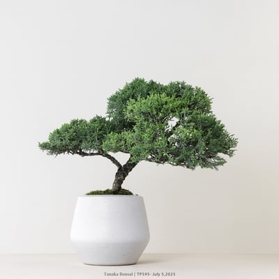 紀州真柏｜TP5952