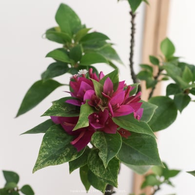 八房九重葛｜FP5179