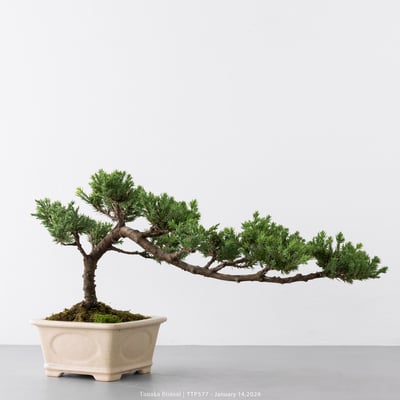 臺灣真柏｜TTP5776