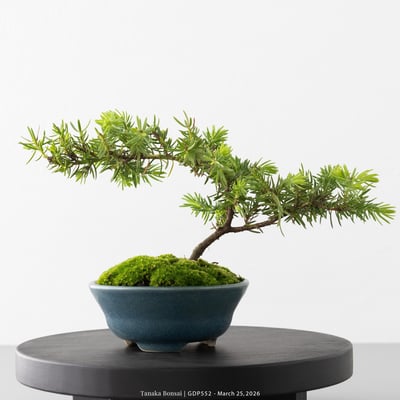 黃金杜松｜GDP5525