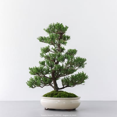 台灣真柏｜TTP7325