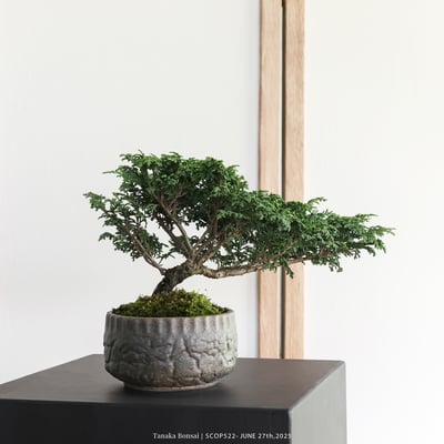 姬檜木｜SCOP5225