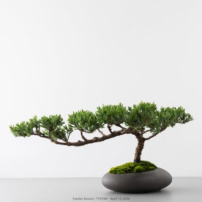 臺灣真柏｜TTP5907