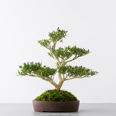 雀舌黃楊｜BHP5266