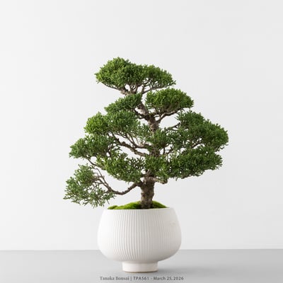 紀州真柏｜TPA5611