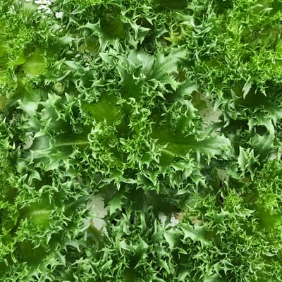 火焰萵苣 | 水植源1