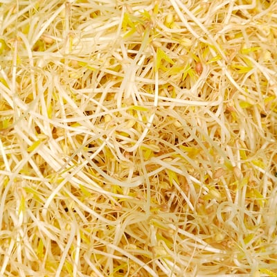 綠豆芽 | 水植源1