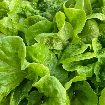 奶油萵苣 | 水植源1