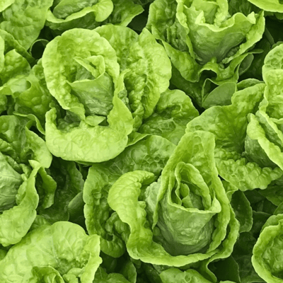 奶油萵苣 | 水植源2