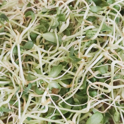 葫蘆巴芽 | 水植源1