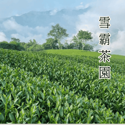 五行雪霸紅茶 | 采食 WuMiLa2