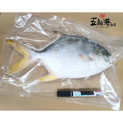 【五朝港水產】金鯧開運烏鮑雙豐收禮盒3