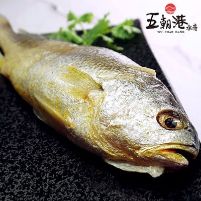 【五朝港水產】極品黃魚(200~300g/尾)4