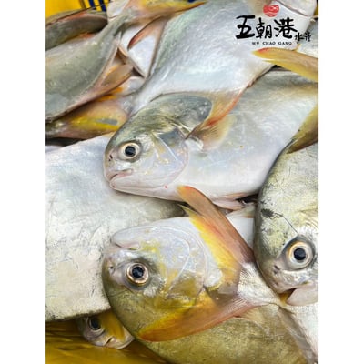 【五朝港水產】金鯧開運烏鮑雙豐收禮盒2