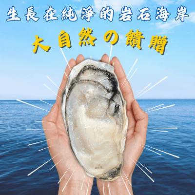 【五朝港水產】韓國半殼生蠔5