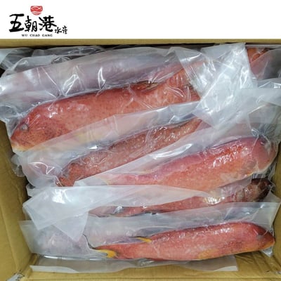 【五朝港水產】紅條魚/珊瑚石斑(400~450g±10%/尾)5