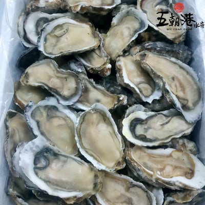 【五朝港水產】韓國半殼生蠔6